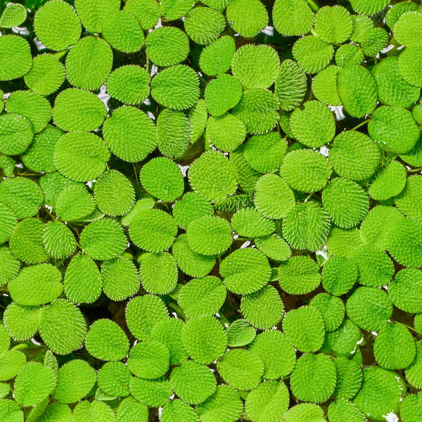 Salvinia minima Kleiner Büschelfarn gewachsen