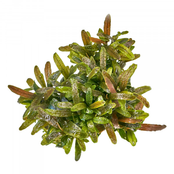 Bucephalandra sp. "Velvet Tricolor" - Baby Plant Mini-Ableger