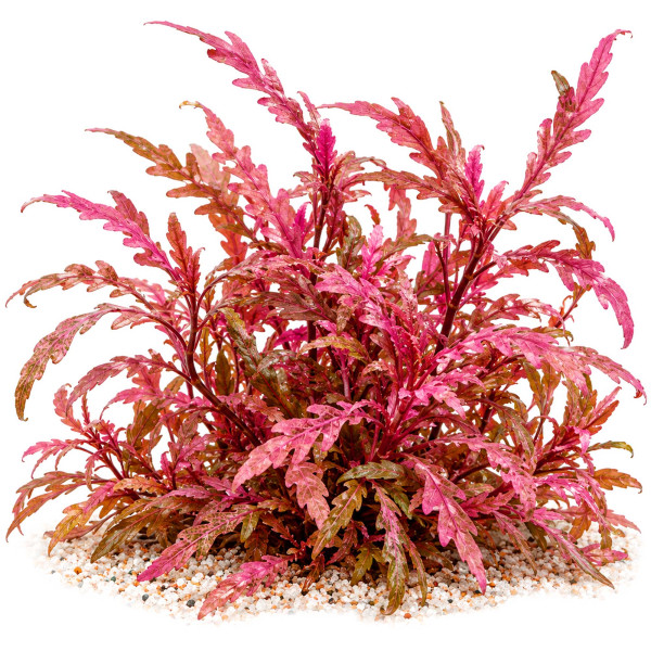 Hygrophila pinnatifida 'Roseus' gewachsen