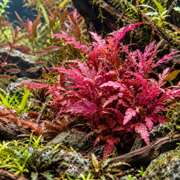 Hygrophila pinnatifida 'Roseus' im Aquarium