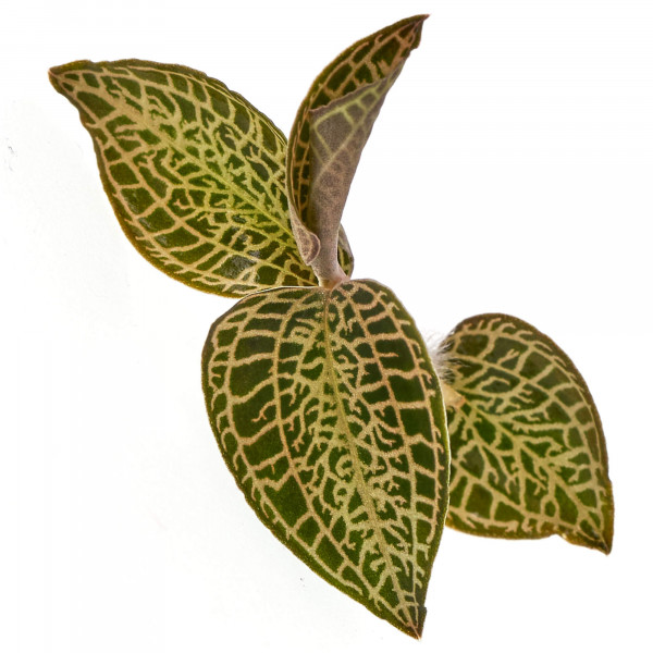 Macodes Anoechtolius roxburgii "Skeleton Hybride" Skelett Juwelorchidee Ableger