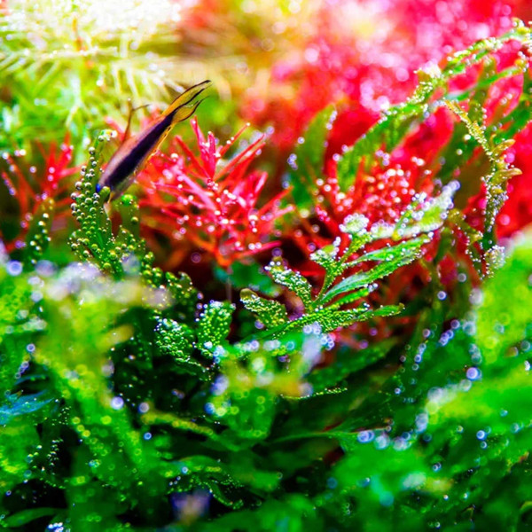 Twinstar S-Line V | Aquarium RGB LED