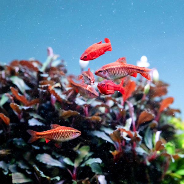 Twinstar S-Line IV Twinstar S-Line IV farbe tiere fische