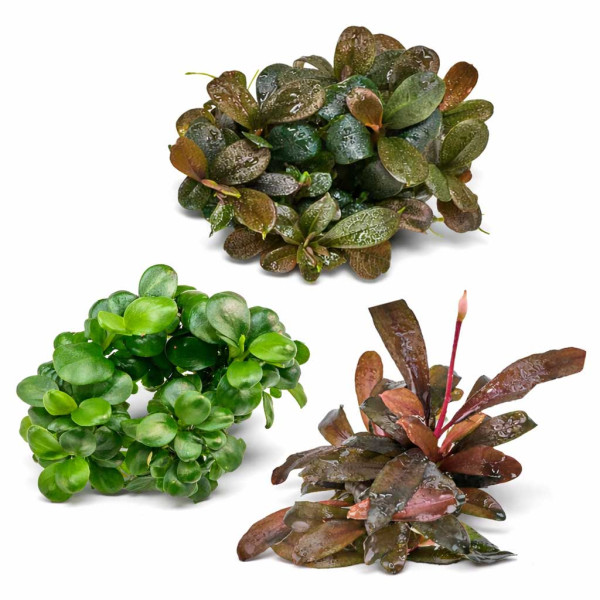 Bucephalandra & Anubias Aufsitzerpflanzen Set – Mix für Aquascaping & Nano Aquarium 3 Stk.