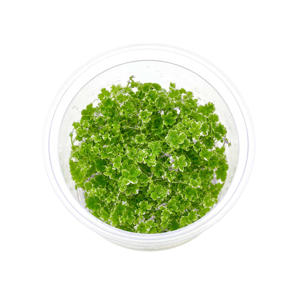 Hydrocotyle tripartita "Mini variegated" Mini Japan Kleeblatt panaschiert in vitro 5,5cm