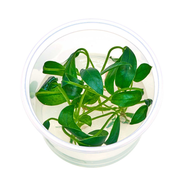 Anthurium scandens | Kriechende Flamingoblume - in vitro
