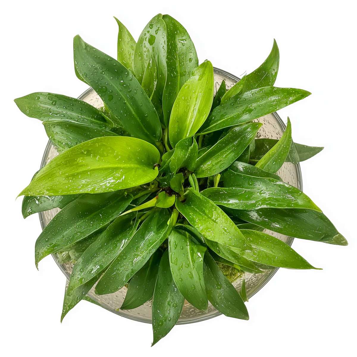 Philodendron Mini Midget | Mini Baumfreund (Terrariumpflanze) - in vitro |  Wabi-Kusa Pflanzen | Terrarienpflanzen | Aquariumpflanzen | USCAPE