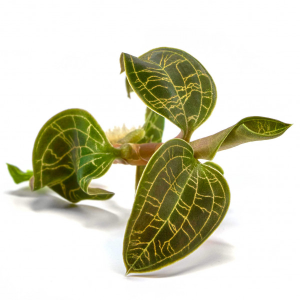 Macodes petola Juwelorchidee Ableger