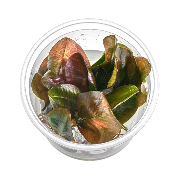 Echinodorus 'Reni' | Reni Schwertpflanze - in vitro XL 8,5cm