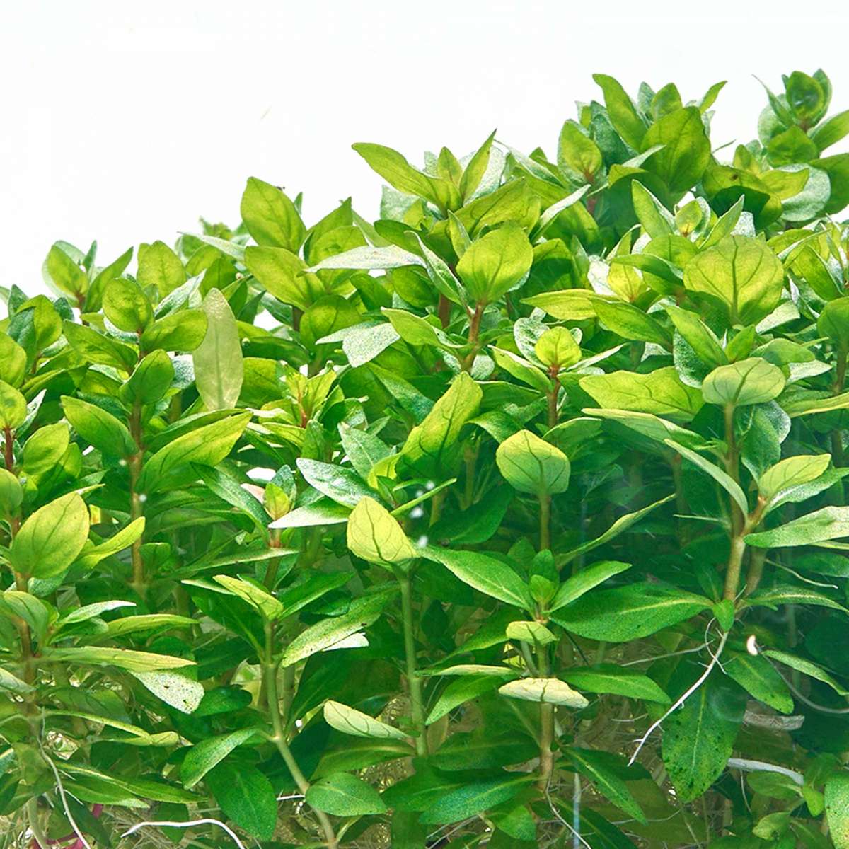 kirschlorbeer platzbedarf Portugiesischer Kirschlorbeer – Prunus lusitanica 'Angustifolia' (Hoch –  Blupf by Kitzinger