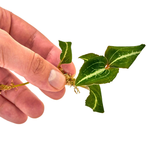 Anoectochilus lylei '"Marshmallow" Größe