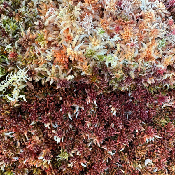 Sphagnum rubellum Moos zum Aufbinden | Rotes Torfmoos
