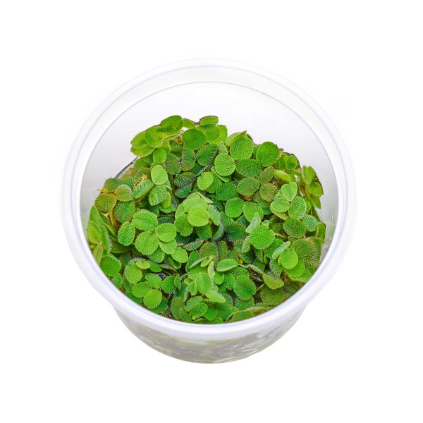 Salvinia minima | Kleiner Büschelfarn - in vitro. 5,5cm