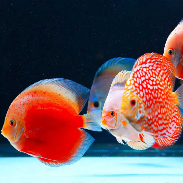 Twinstar G-Line+ | Aquarium LED mit T5/T8 Adapter