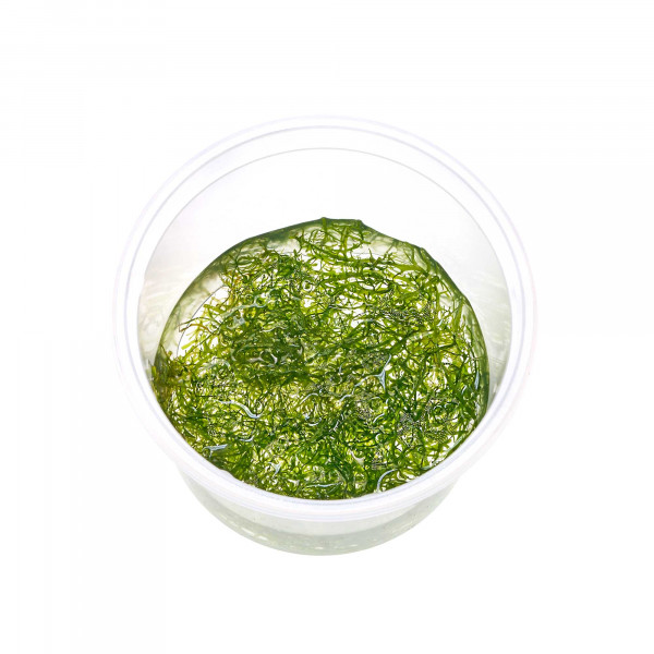 Riccardia chamedryfolia | Korallenmoos - Becher 5,5cm