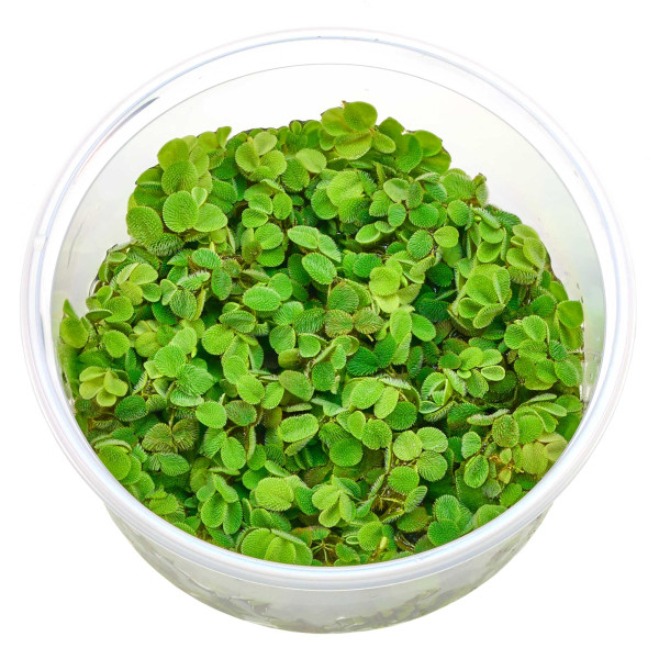 Salvinia minima | Kleiner Büschelfarn - in vitro. 8,5cm