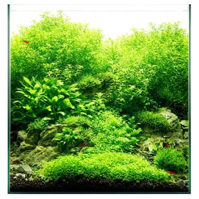 Dennerle Plant Elixir Basic | NPK Dnger | Aquarium Dnger | Pflege &  Reinigung | USCAPE
