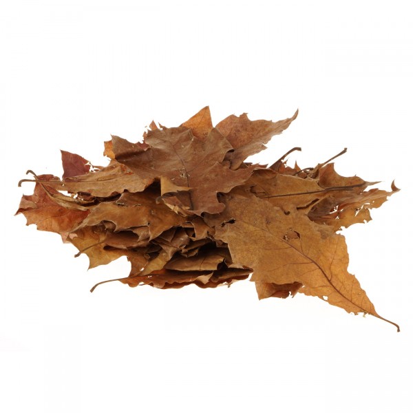Roteichenblätter | braun getrocknet - 20Stk.