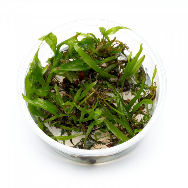 Microsorum pteropus Javafarn Aquarienpflanze mit großen Blättern - Set S