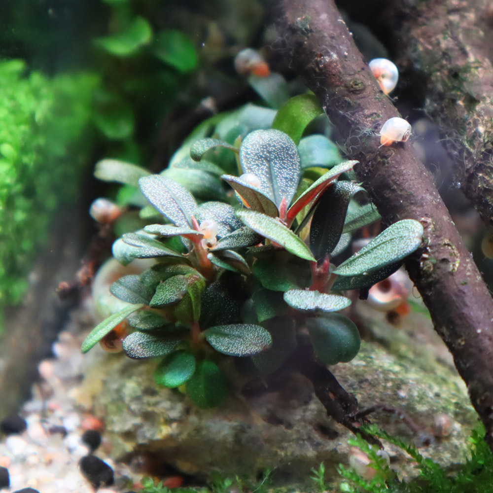 Bucephalandra sp. Big Kapit-