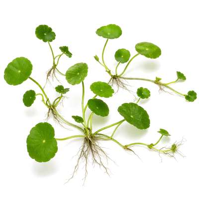 Dennerle Plant Active Enzymes Powder, 50g | NPK Dnger | Aquarium Dnger |  Pflege & Reinigung | USCAPE