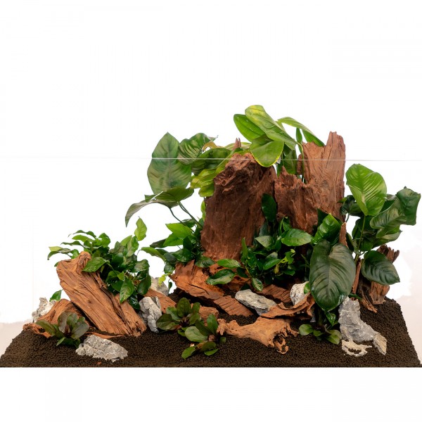 Mangrovenwurzel Mangrove