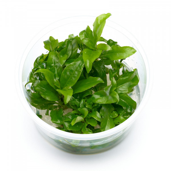 Hygrophila siamensis Aquarienpflanze mit großen Blättern - Set S