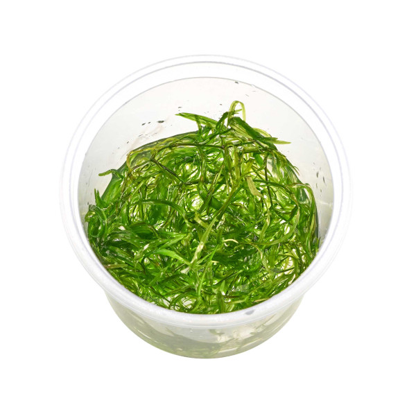 Najas guadalupensis | Nixkraut - in vitro 5,5cm