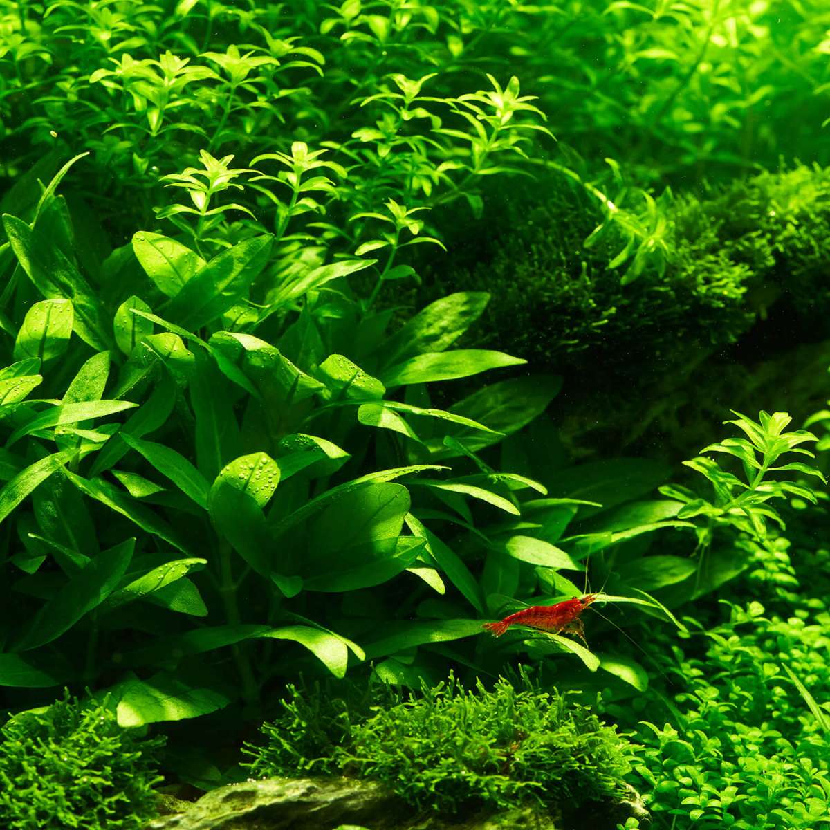 Staurogyne repens | Kriechende Staurogyne fr dein Aquarium kaufen
