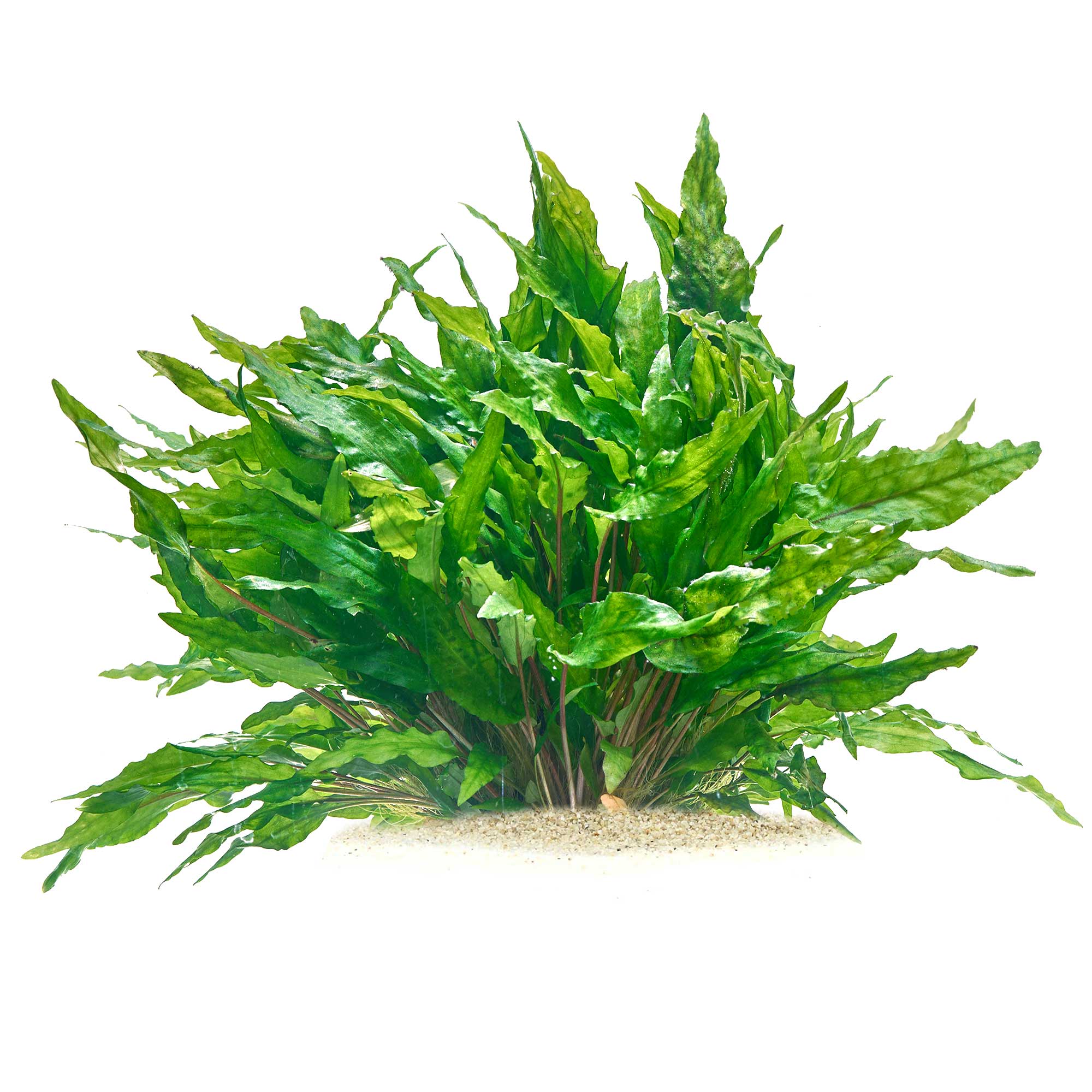 Cryptocoryne wendtii Green Gecko in vitro günstig kaufen