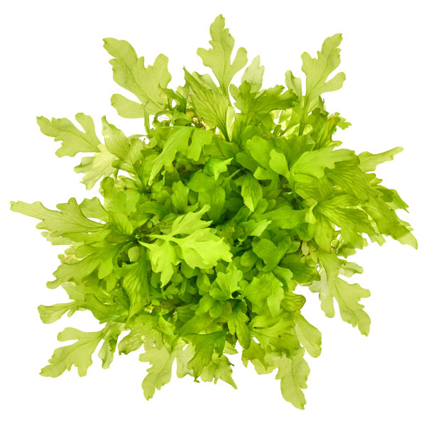 Aquarium Pflanzen für viel Sauerstoff | Sauerstoffproduktion