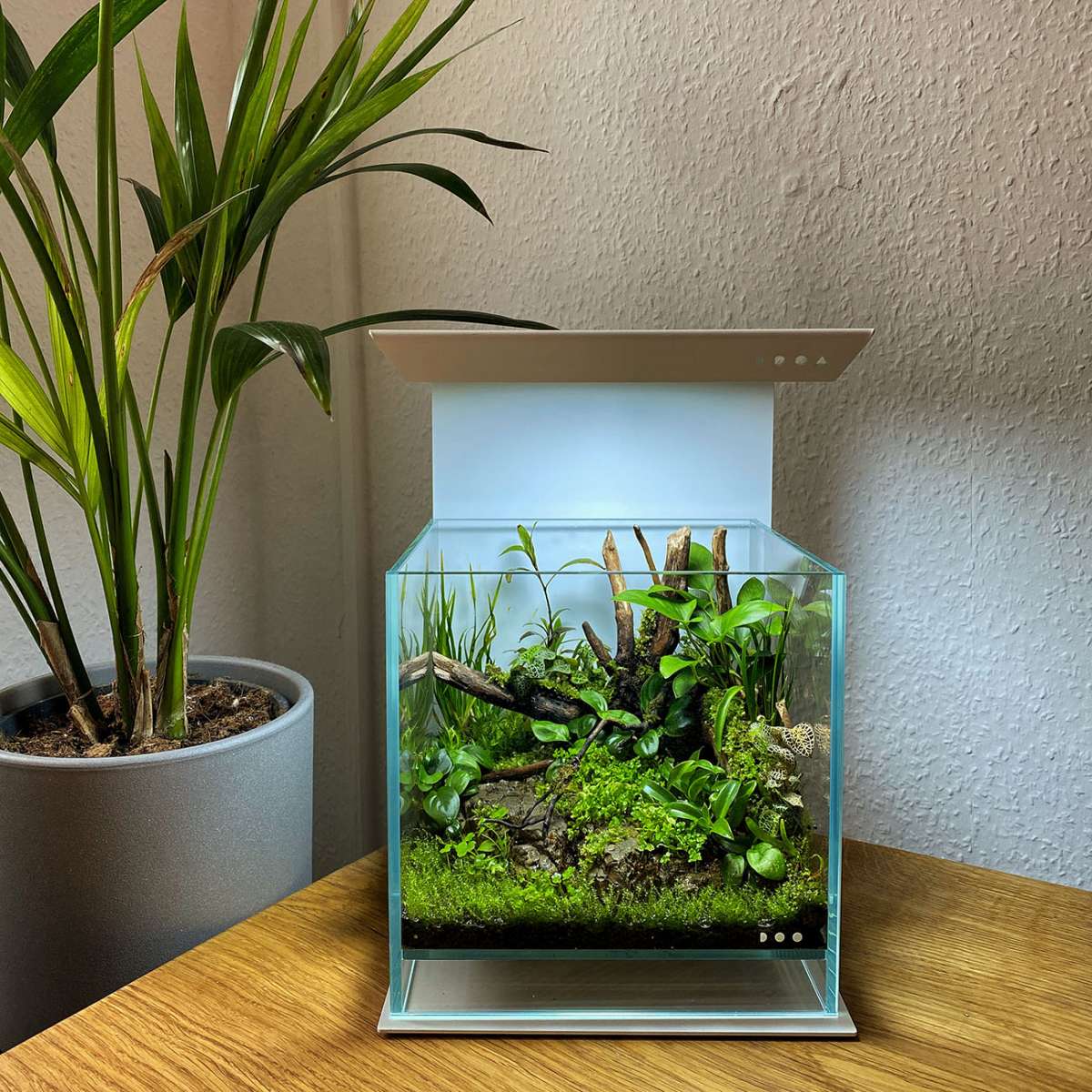 DOOA Neo Glass AIR online kaufen