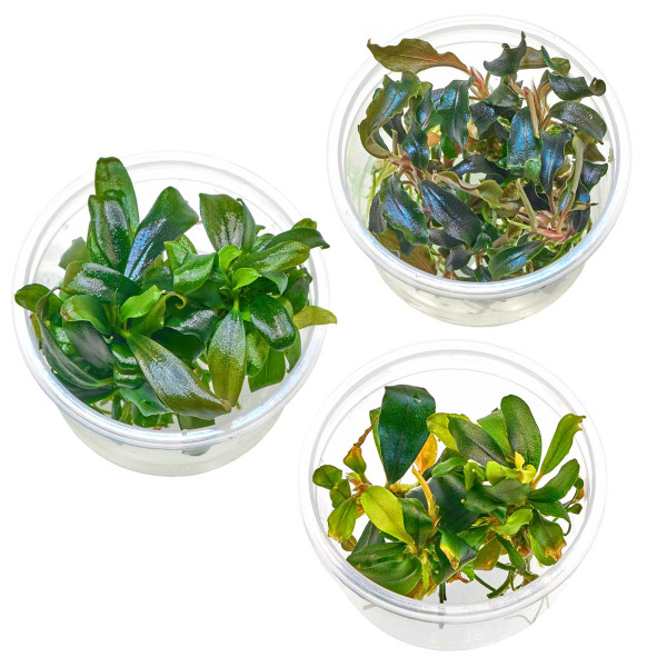 Bucephalandra & Anubias Aufsitzerpflanzen Set – Mix für Aquascaping/Nano Aquarium