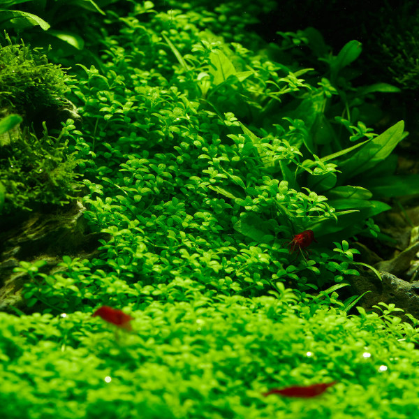 3x Hemianthus callitrichoides "Cuba" - Kuba Perlkraut - in vitro