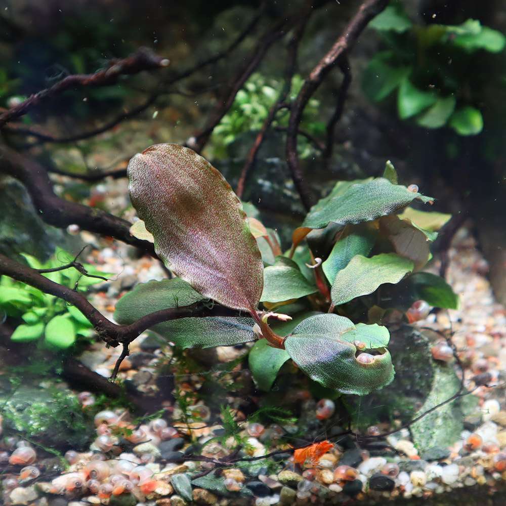 水草 Bucephalandra sp Air terjun Gunung Puis 水草 Bucephalandra sp