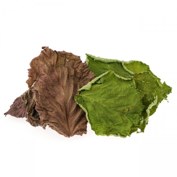 Haselnussblätter rot und grün