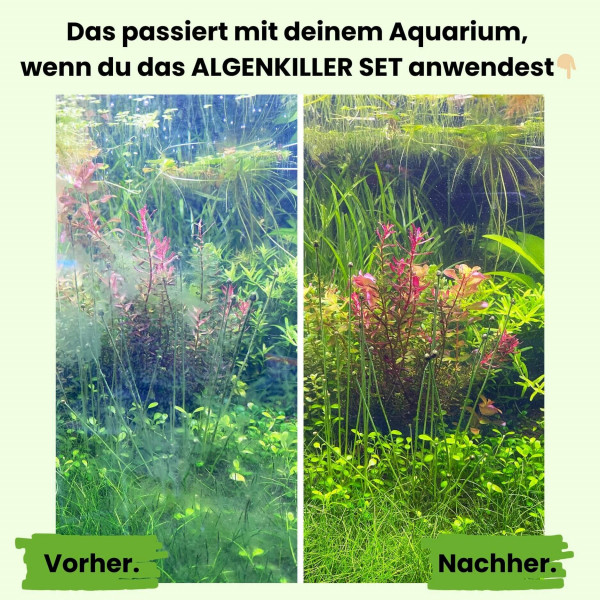 Schone Anti Algen Teich Ebenbild