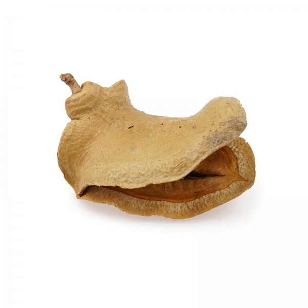 Froschmaulschote | Wasserpflegemittel & Versteck