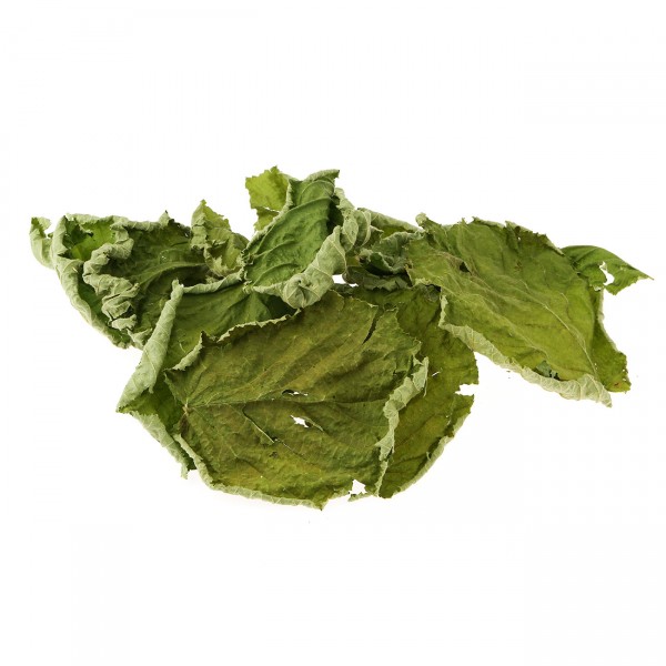 Haselnussblätter grün