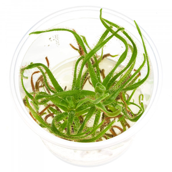 Spiralförmiger Sonnentau in vitro