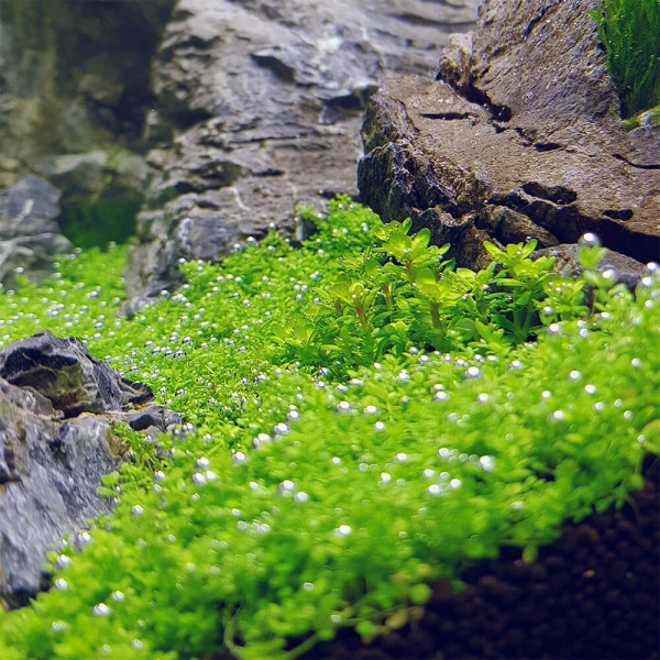 3x Hemianthus callitrichoides "Cuba" - Kuba Perlkraut - in vitro