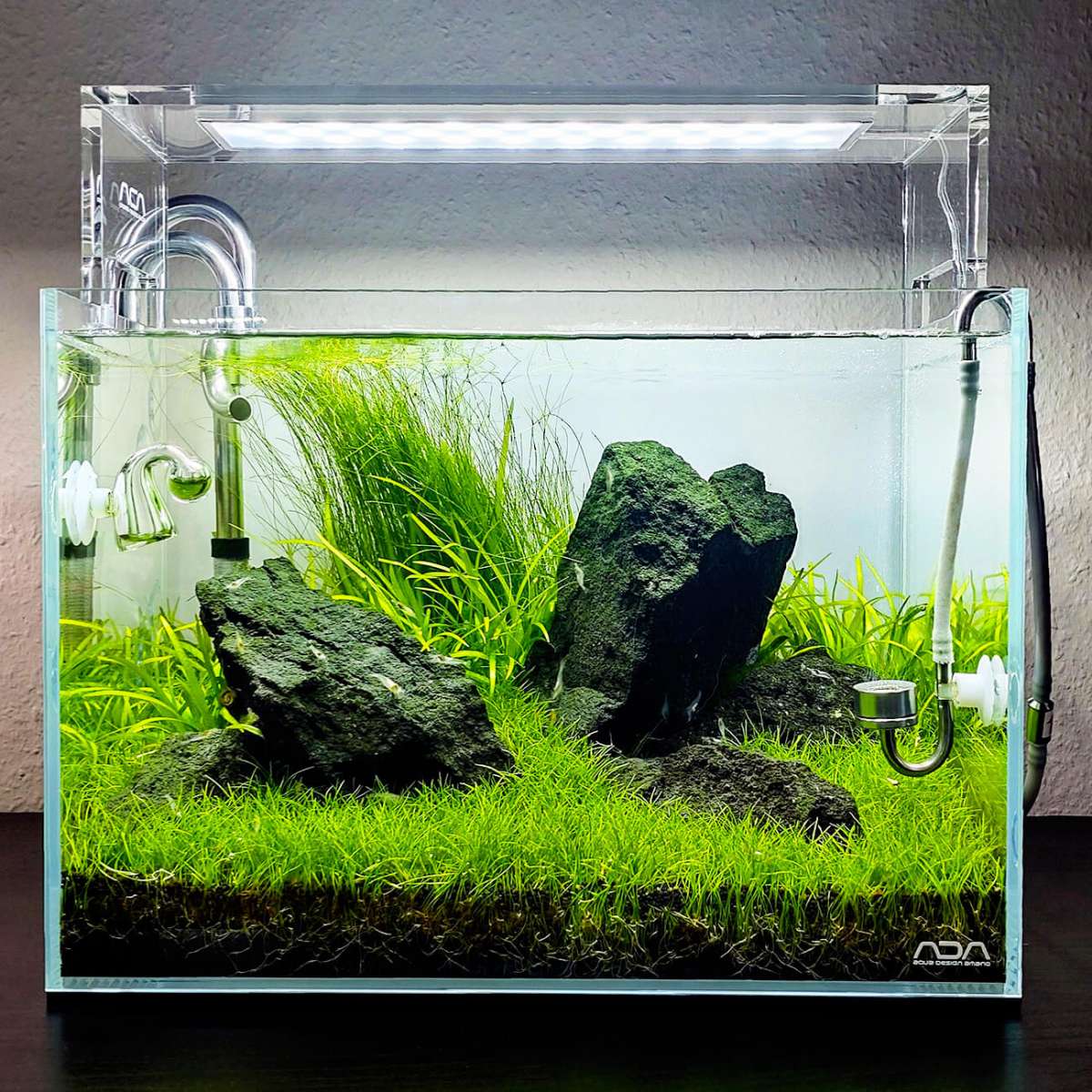 Tropica Bonsai-Nadelsimse Eleocharis 'Mini' - Aquariumpflanze Für Vordergrund