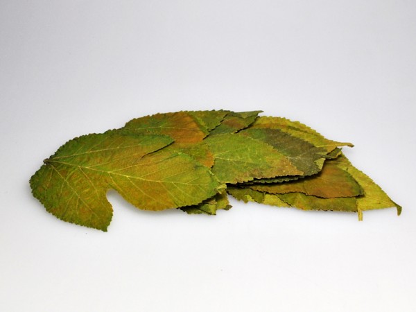 Maulbeerblätter | grün getrocknet - 10Stk.