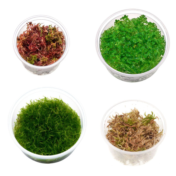 Terrarium Moos Set | 4 x pflegeleichte Moose für Terrarium & Paludarium