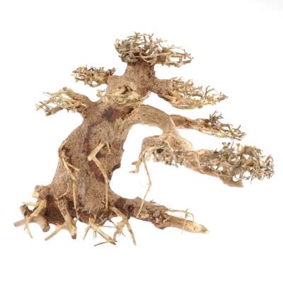 bonsai starters Bonsai Starter Kit main image 0