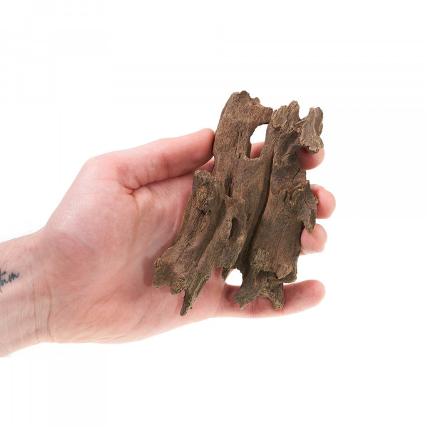 Drachenwurzel XS | für Wabi-Kusa & Flaschengarten Hand