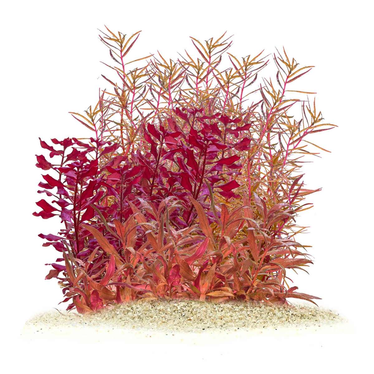 AquaOne Seiryu Aquariumstenen, mini-landschap, natuurstenen, 20 kg, 2-3 kg per steen, aquascaping steen voor tank, rotsdecoratie, pagode achterwand AquaOne Seiryu Aquariumstenen, mini-landschap, natuurstenen, 20 kg, 2-3 kg per steen, aquascaping steen voor tank, rotsdecoratie, pagode achterwand