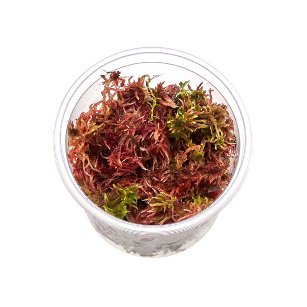 Sphagnum rubellum Moos zum Aufbinden | Rotes Torfmoos Becher 5,5cm