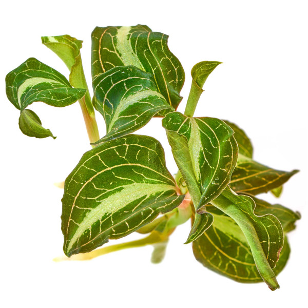 Anoectochilus lylei '"Marshmallow"