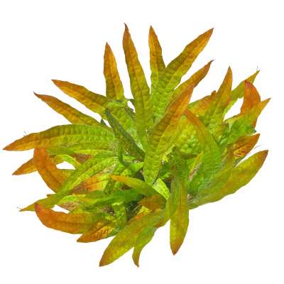 Microsorum pteropus "Orange Narrow" | Orangener Javafarn - in vitro |  Aufsitzer | Aquariumpflanzen | USCAPE